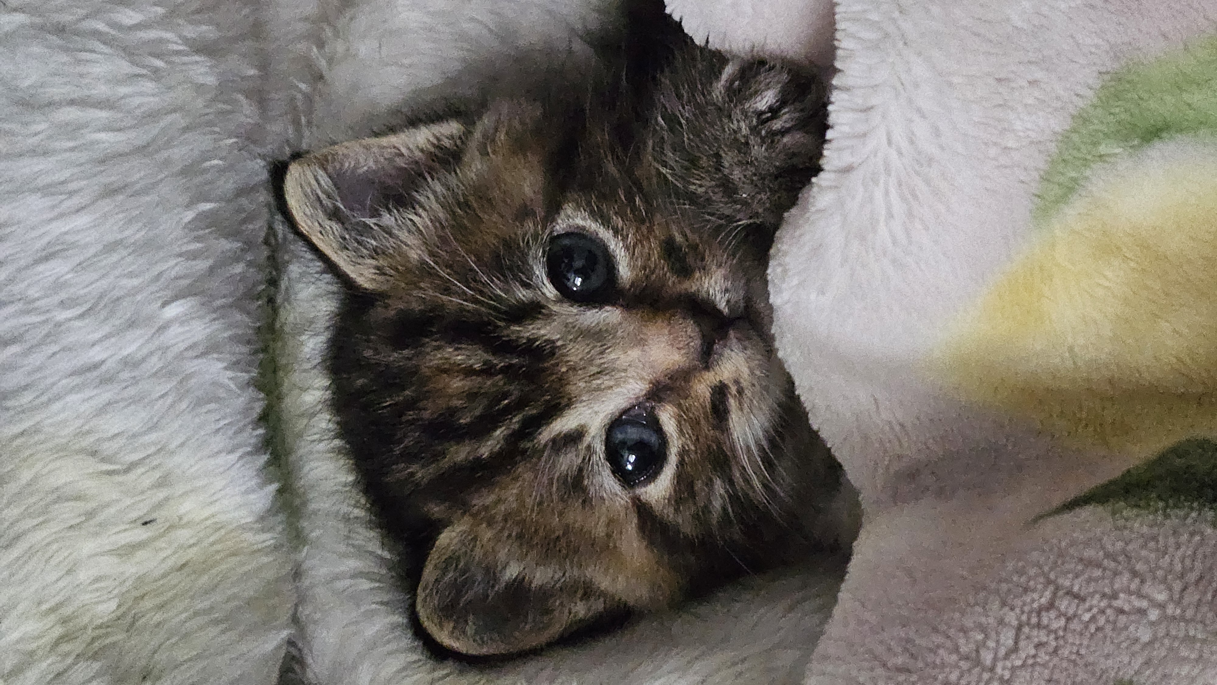 Picture of the Animal Listed