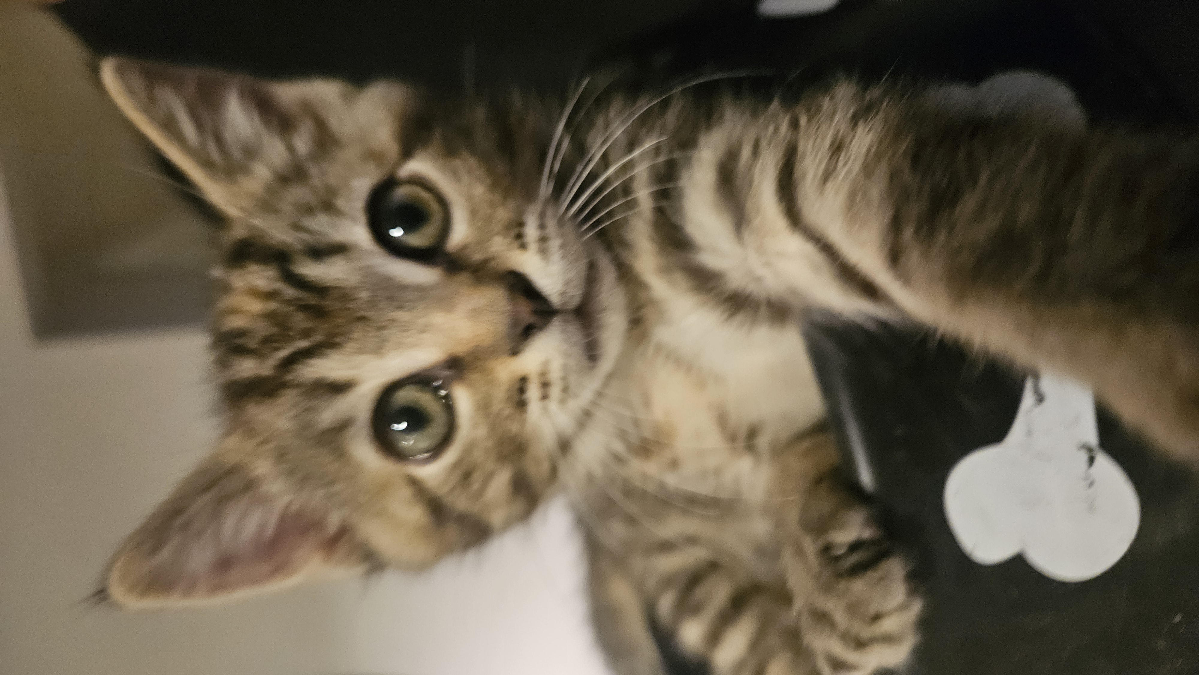 Picture of the Animal Listed