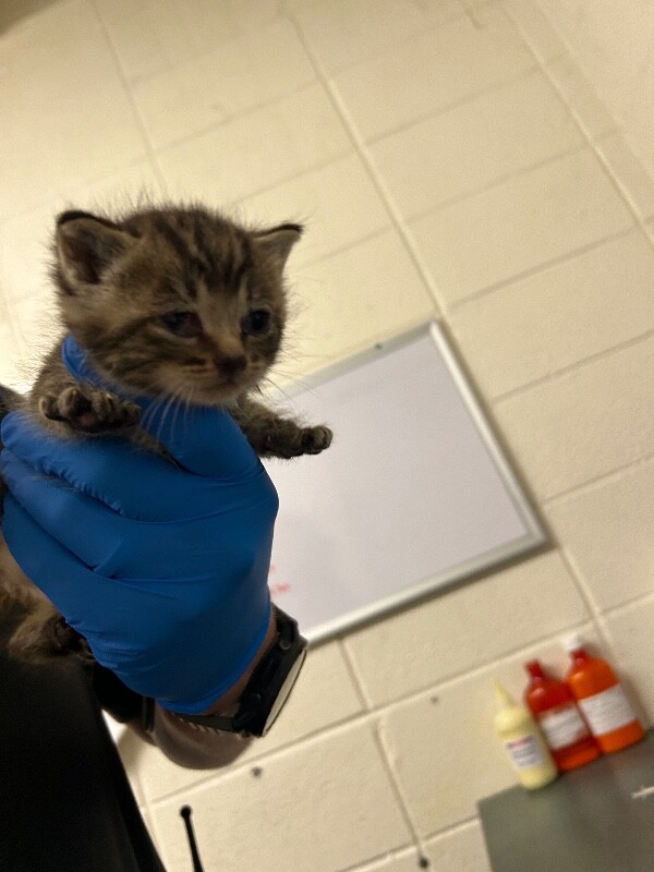 Picture of the Animal Listed