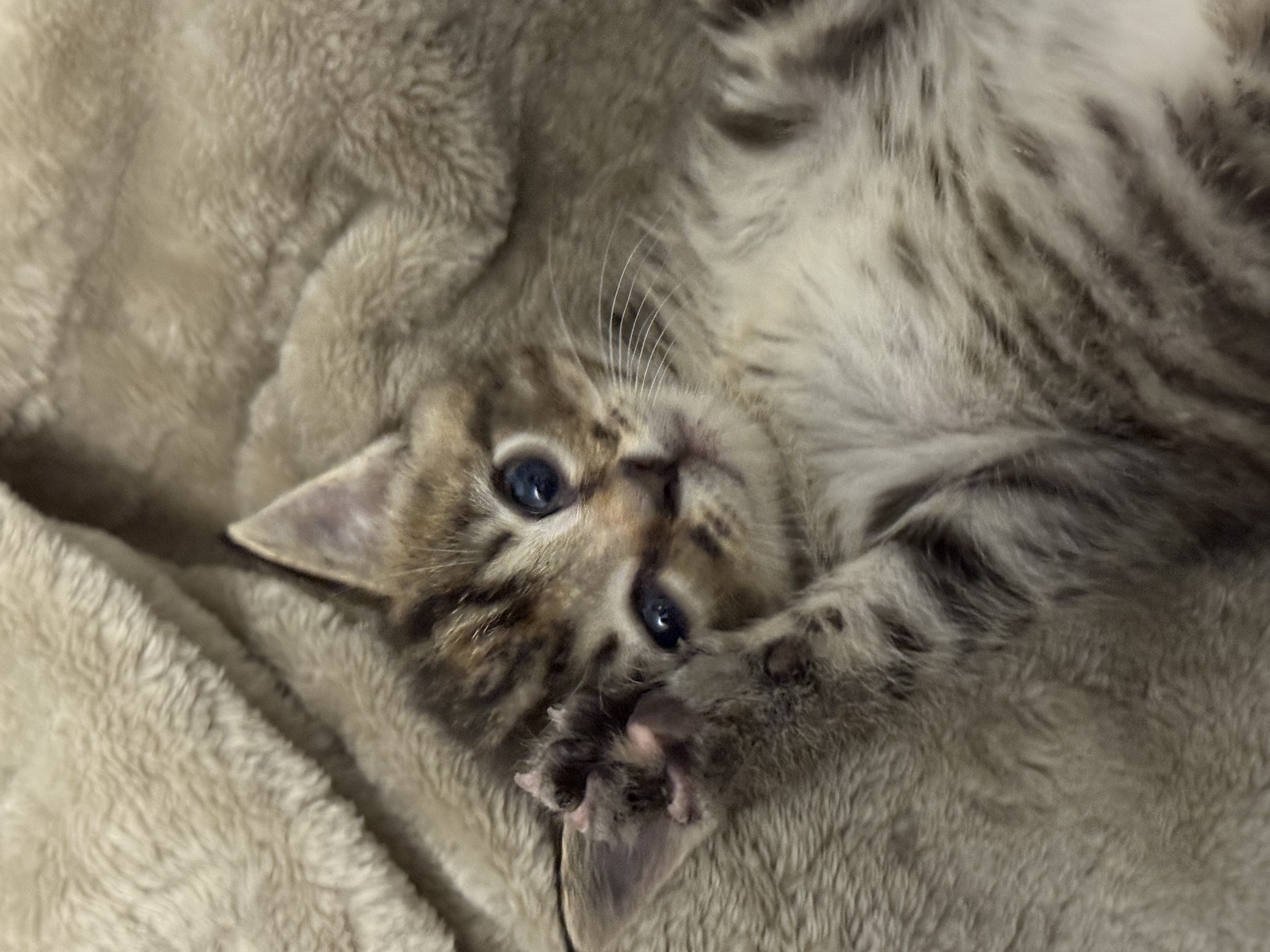 Picture of the Animal Listed