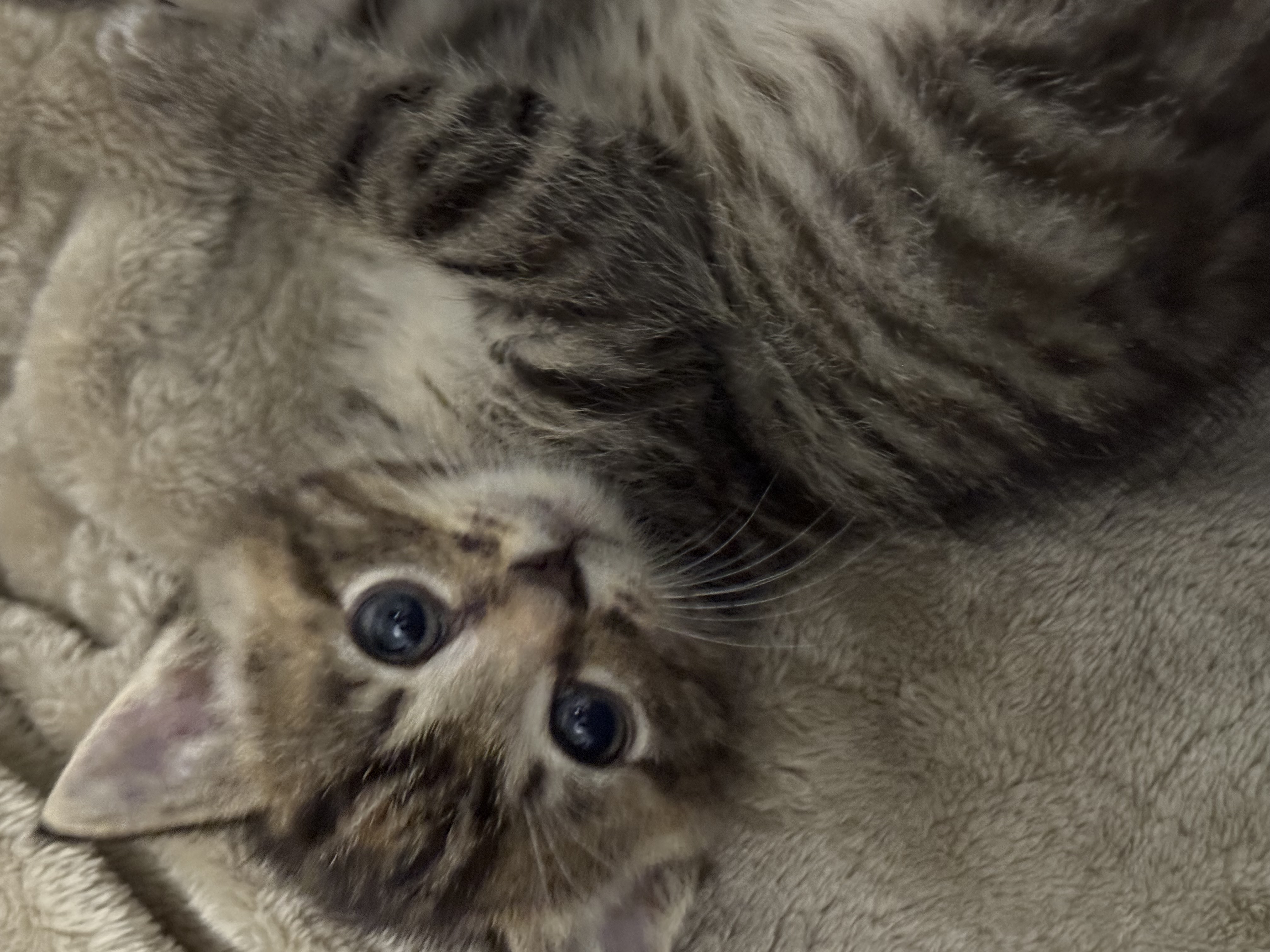 Picture of the Animal Listed