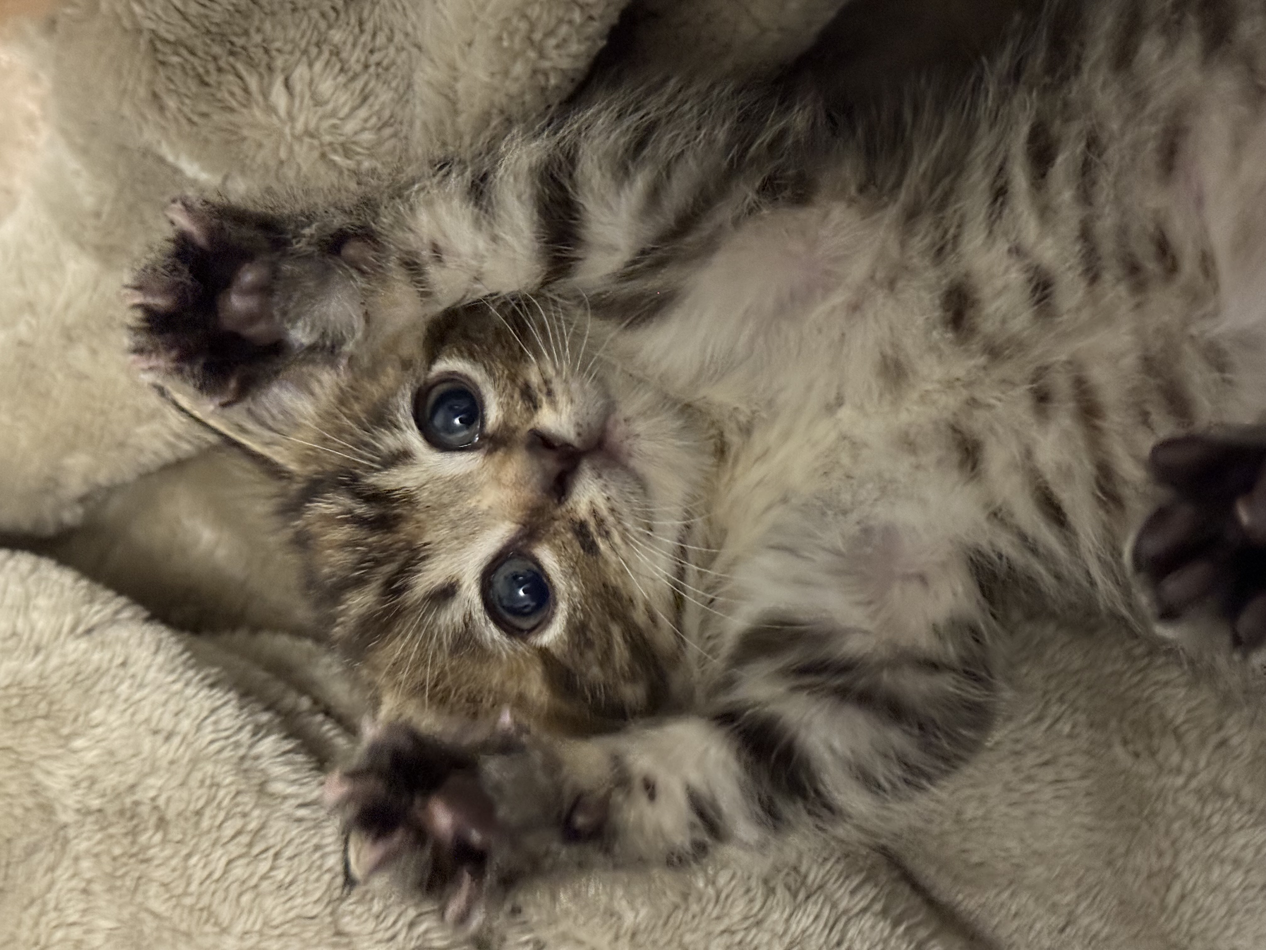 Picture of the Animal Listed