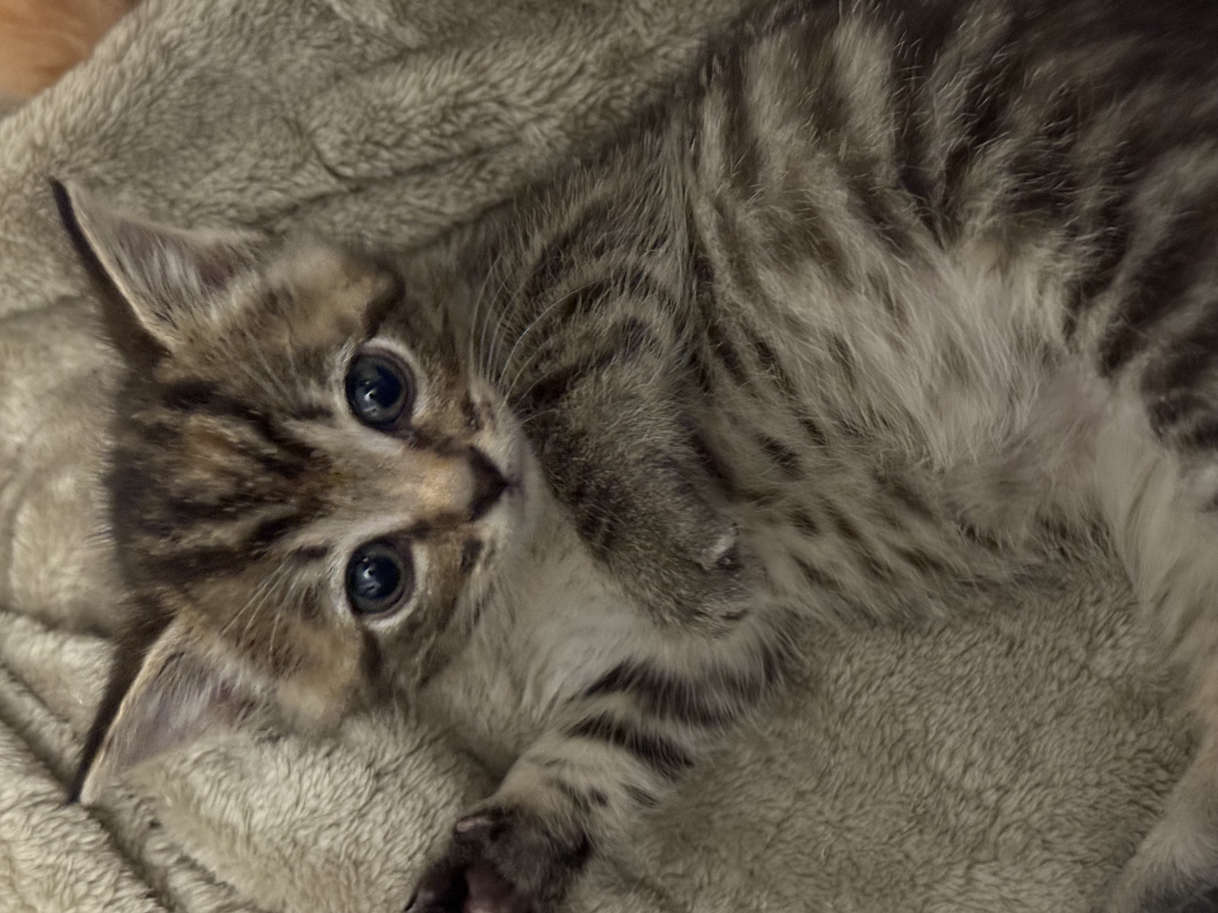 Picture of the Animal Listed