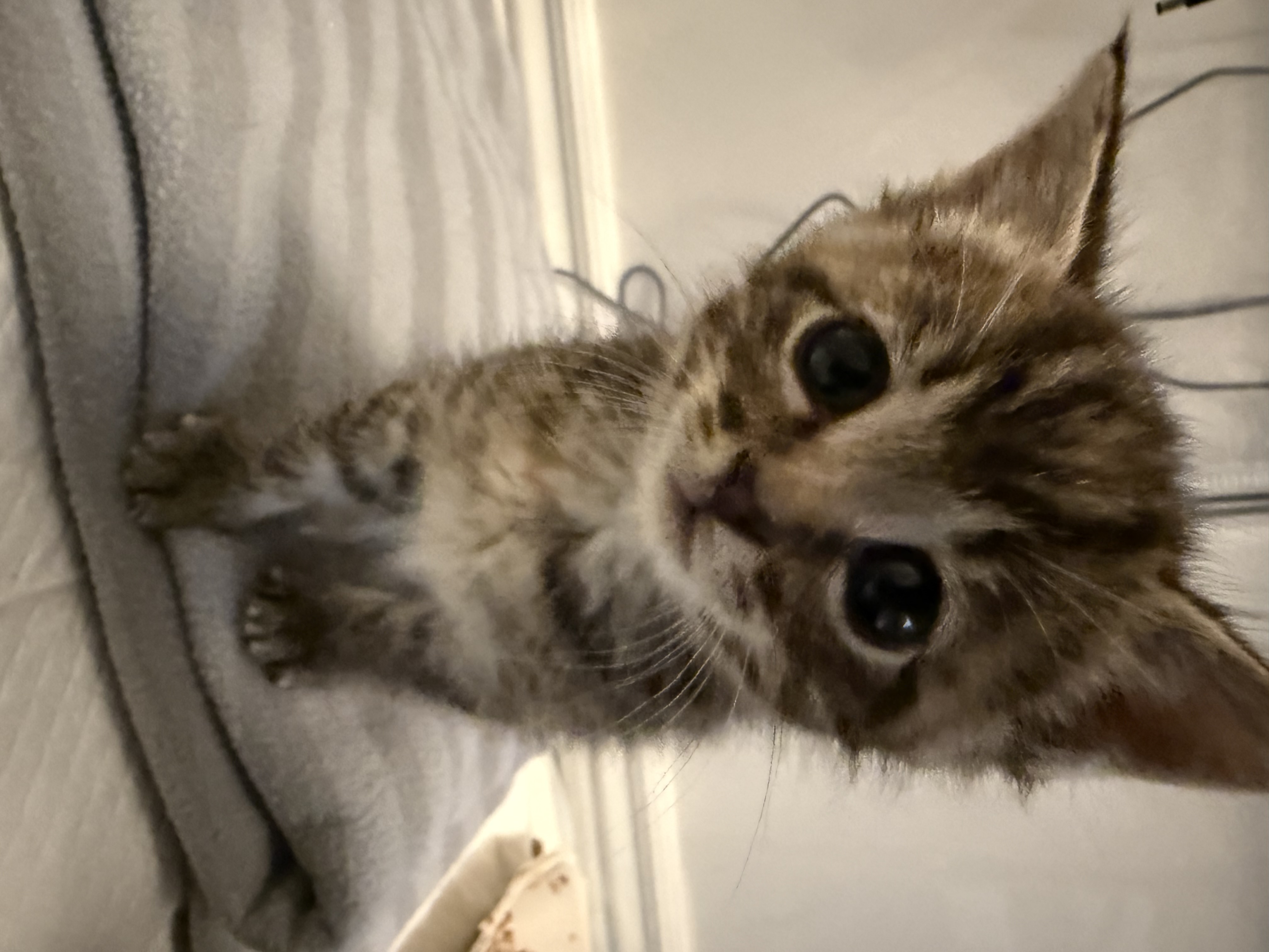 Picture of the Animal Listed