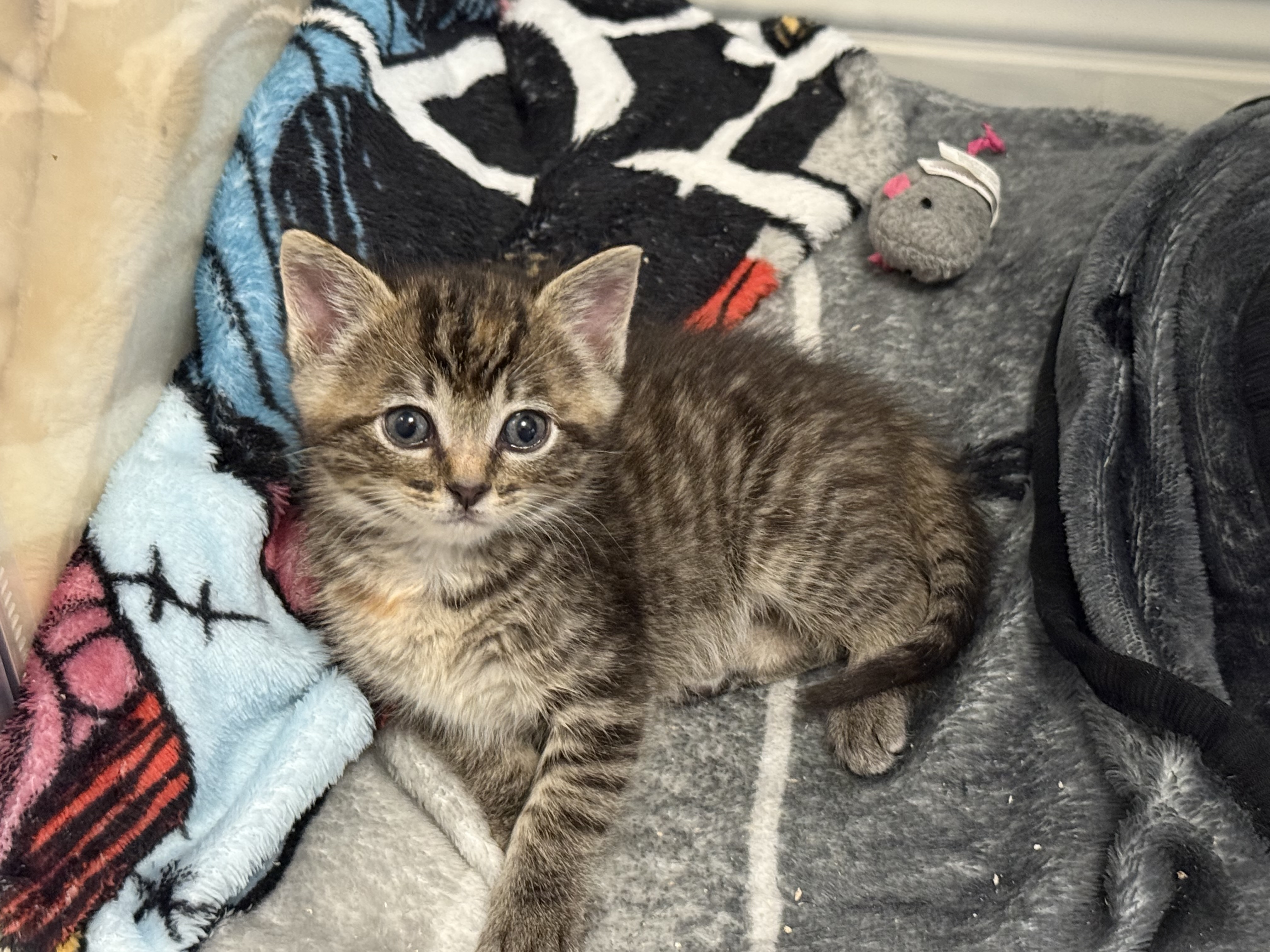 Picture of the Animal Listed