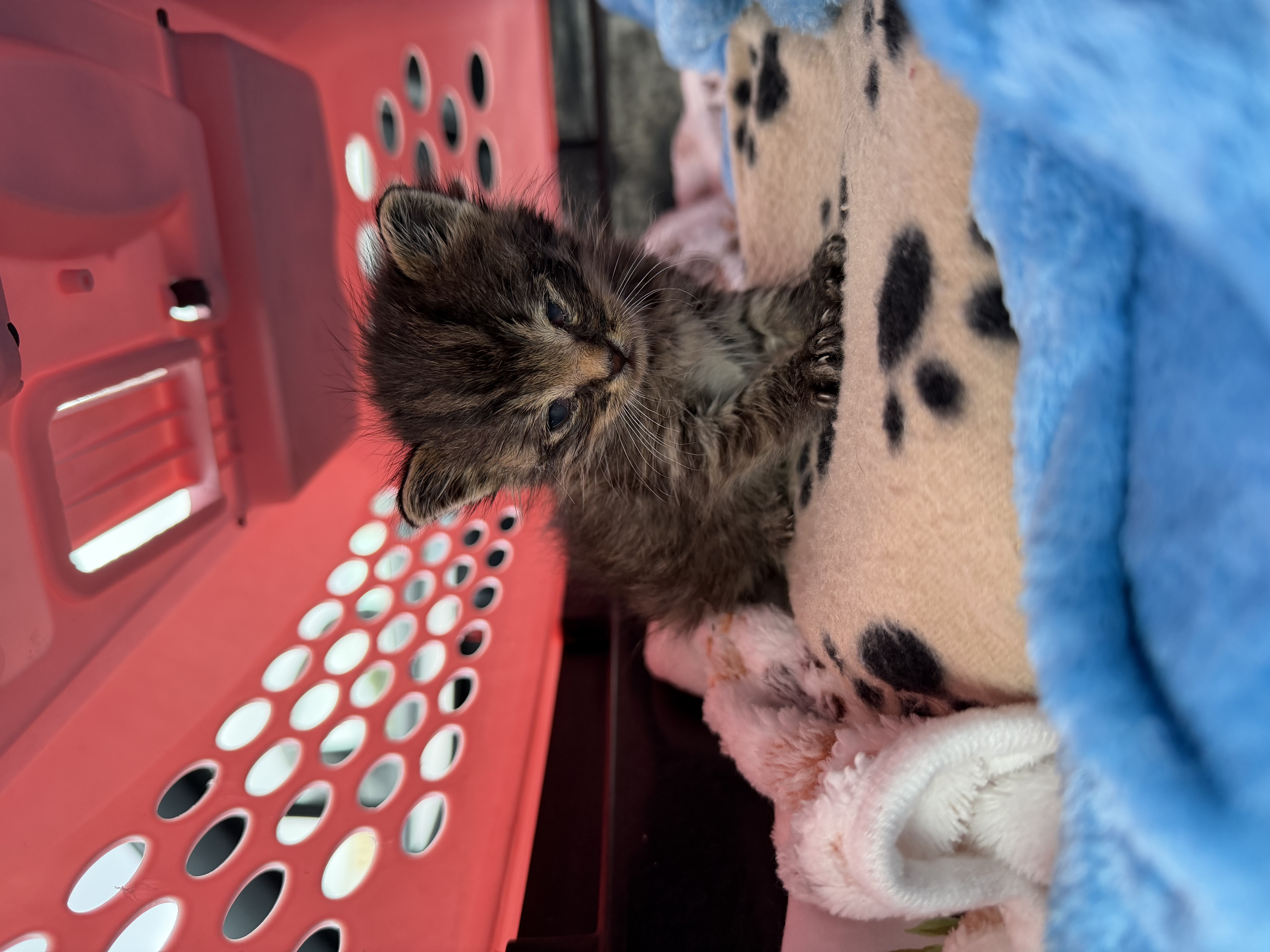 Picture of the Animal Listed