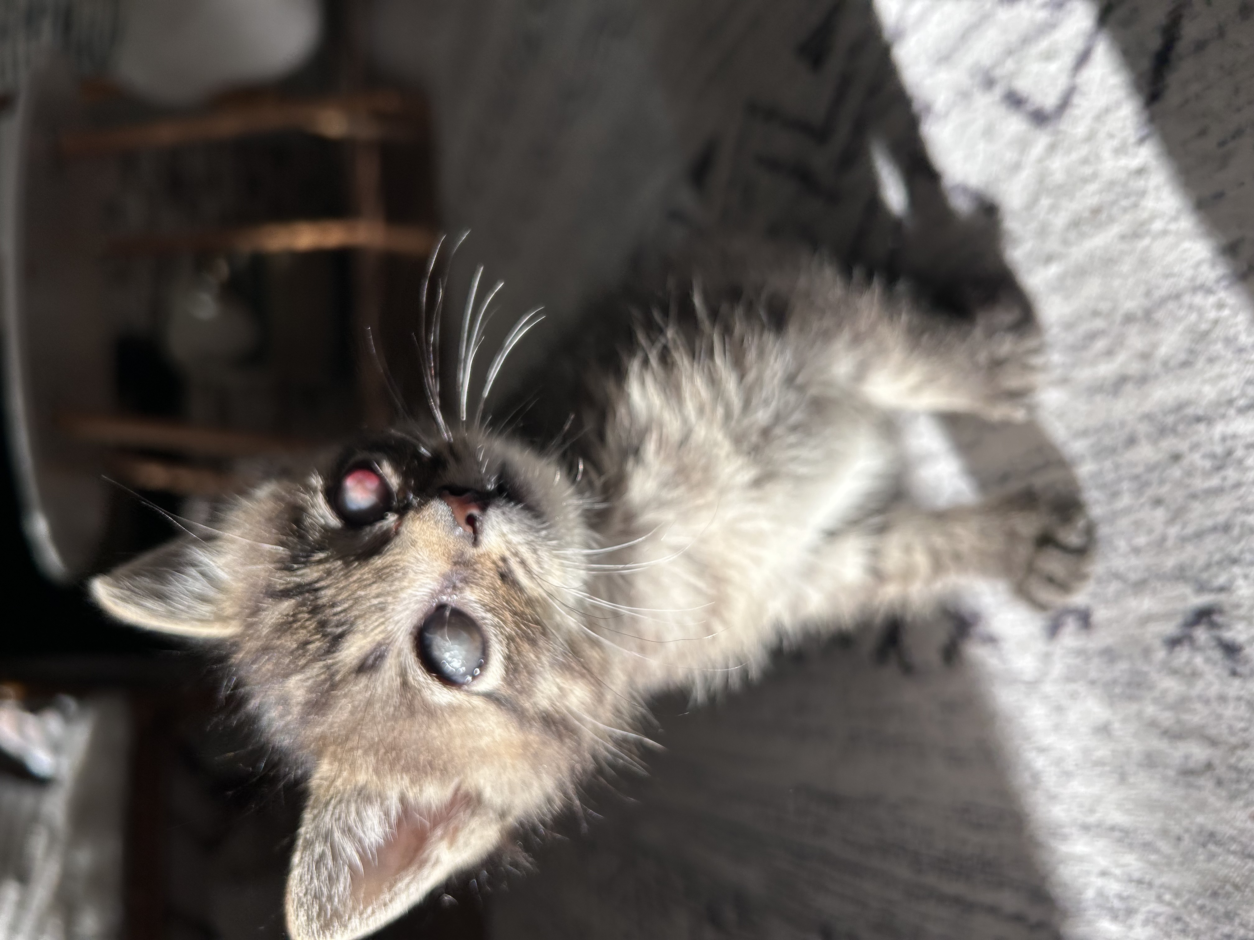 Picture of the Animal Listed