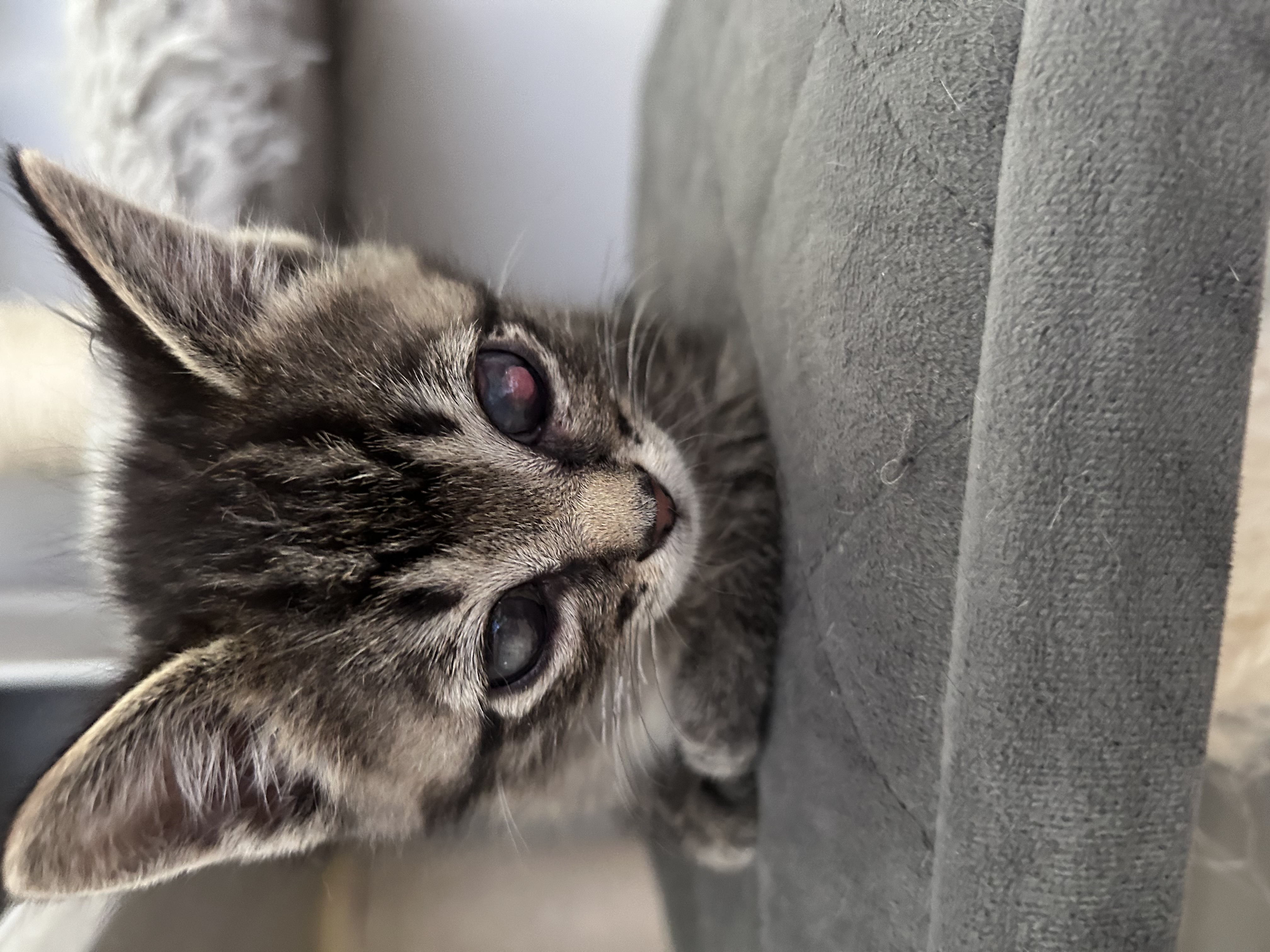 Picture of the Animal Listed