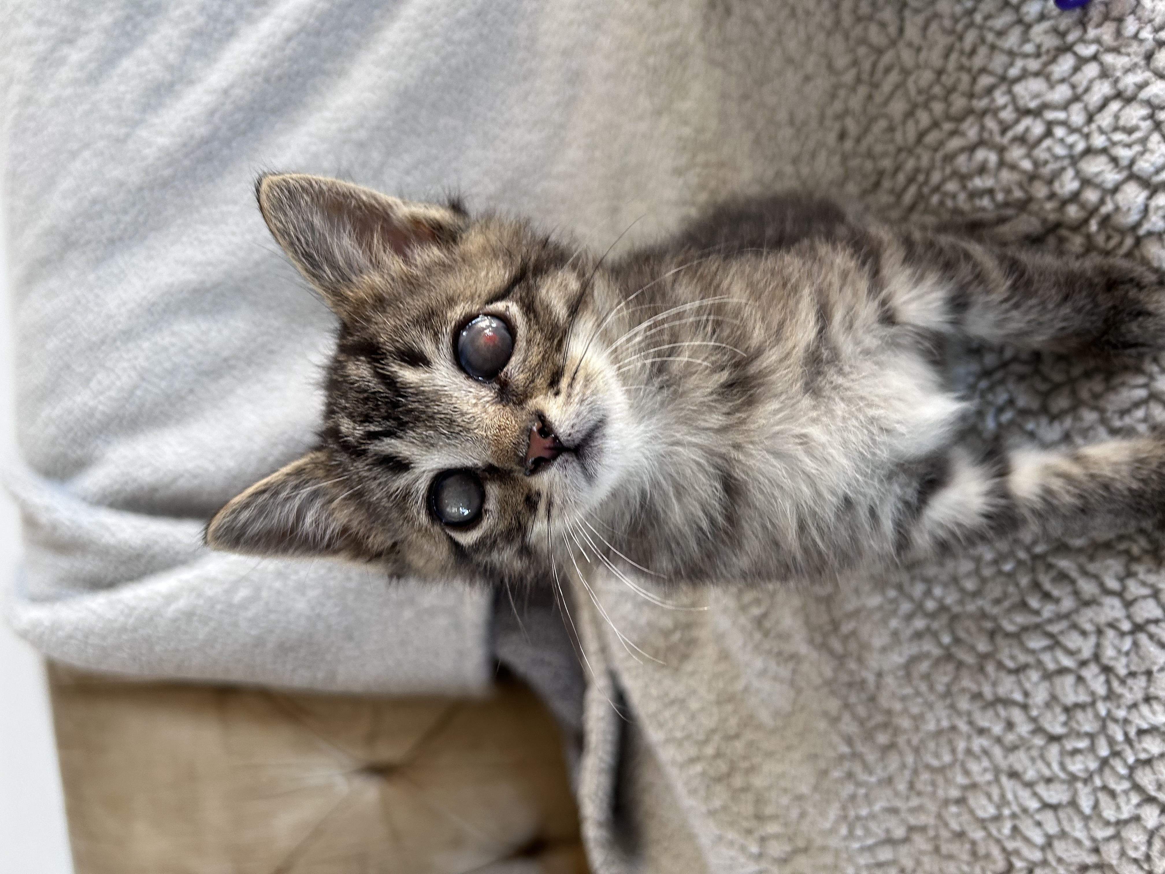 Picture of the Animal Listed