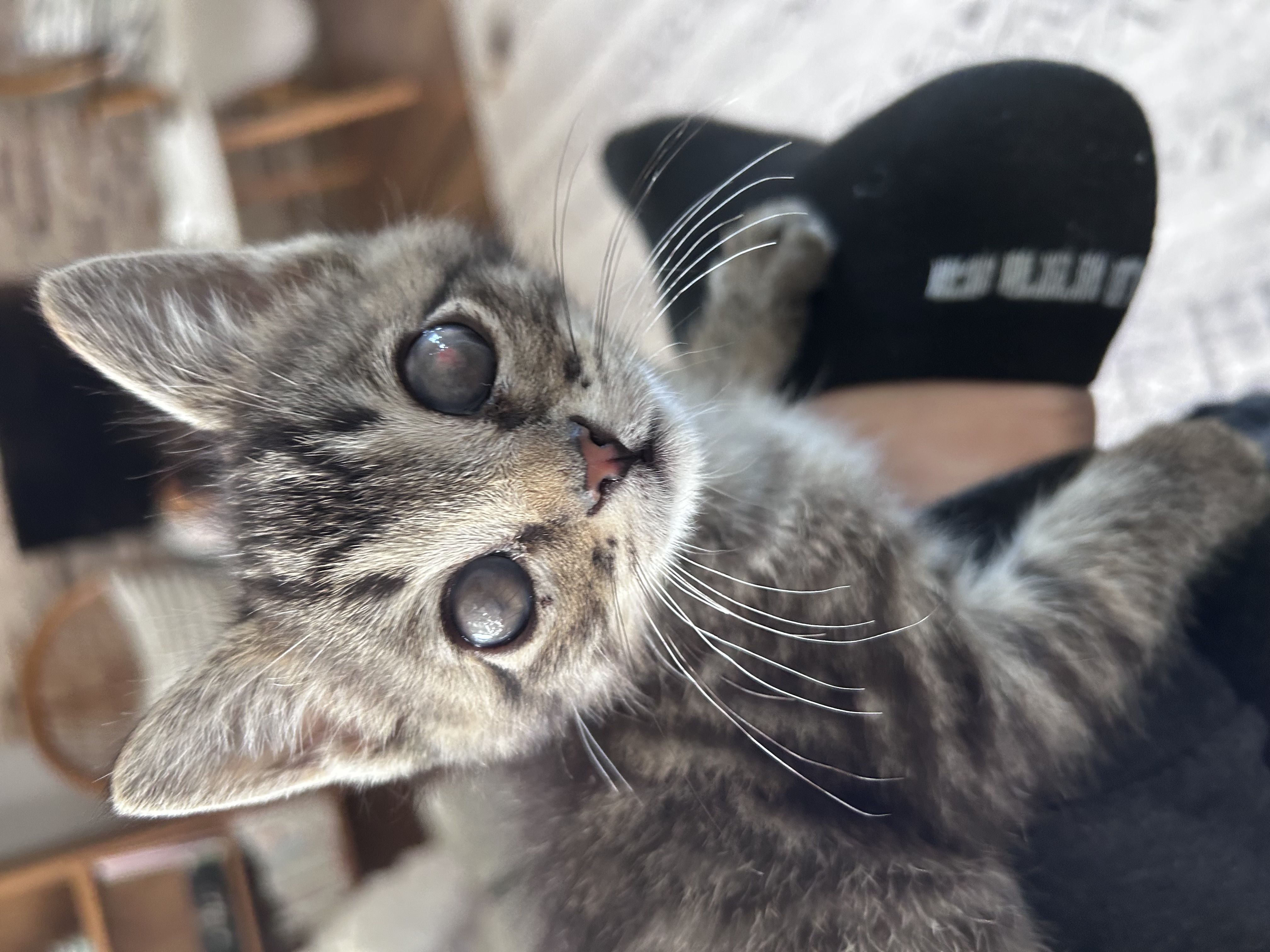 Picture of the Animal Listed