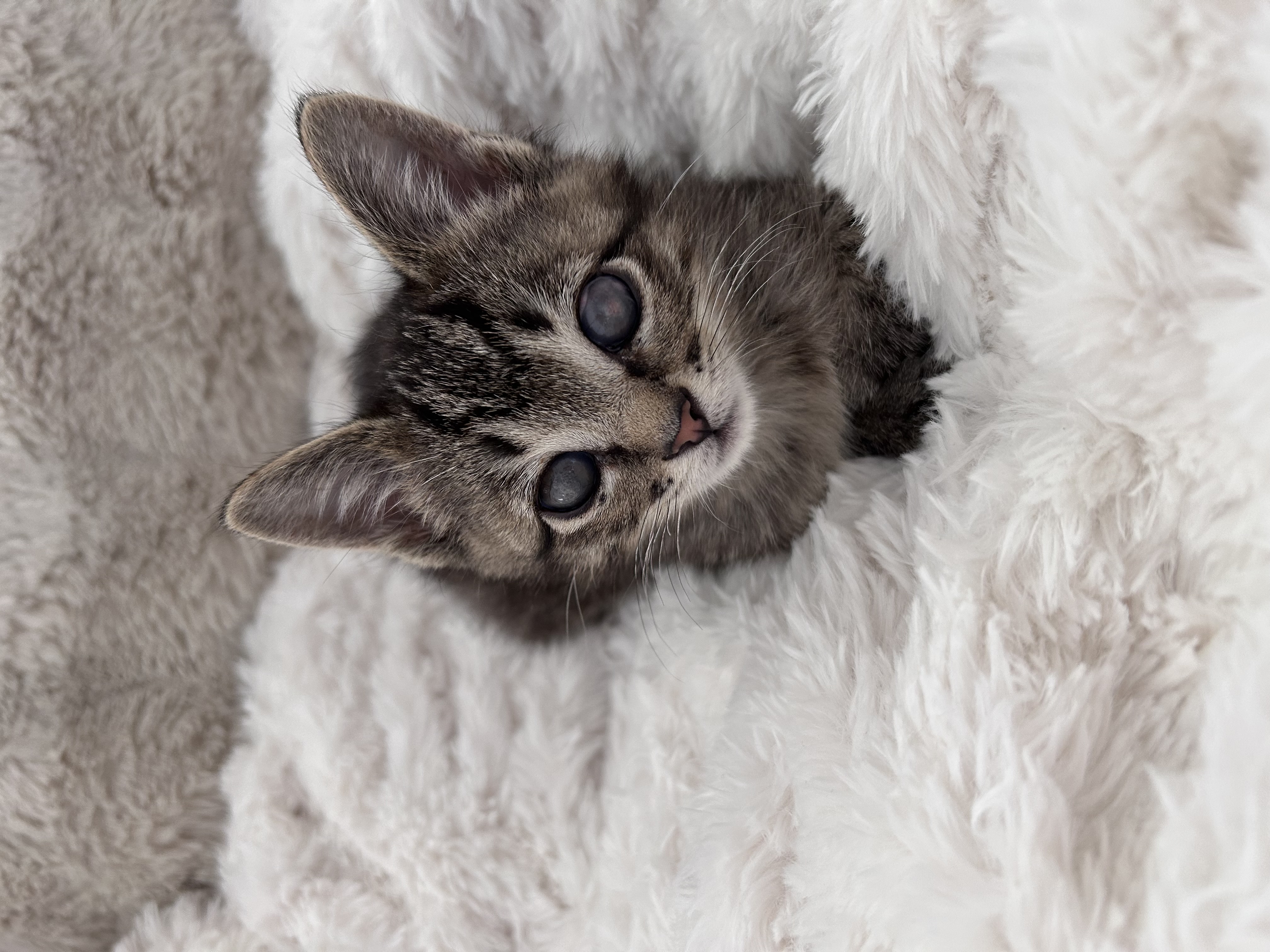 Picture of the Animal Listed