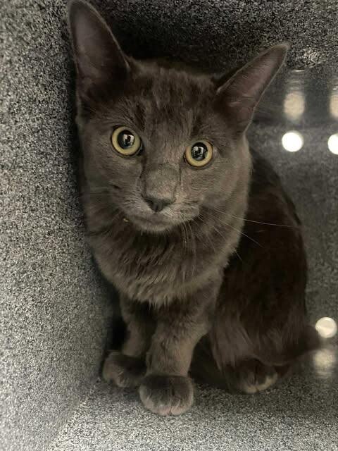 Picture of the Animal Listed