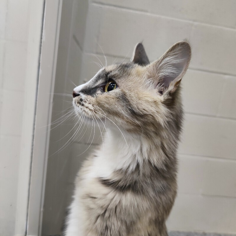 Picture of the Animal Listed