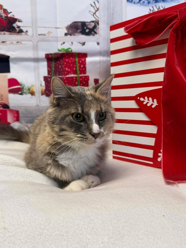 Picture of the Animal Listed