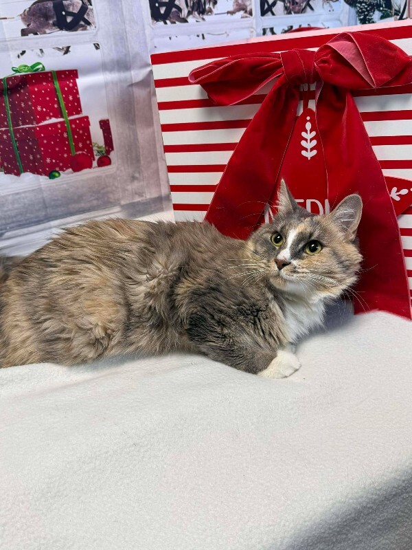 Picture of the Animal Listed