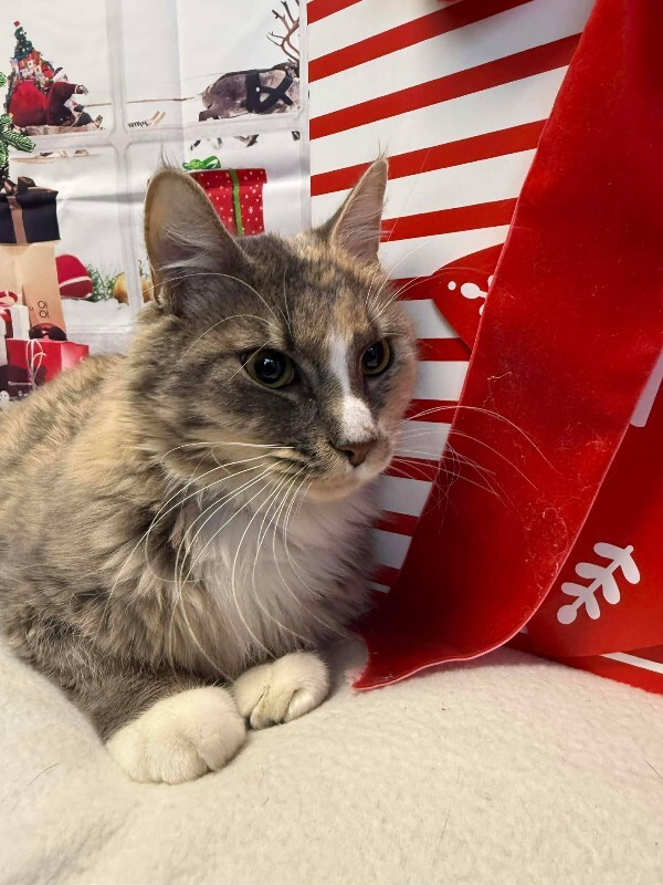 Picture of the Animal Listed