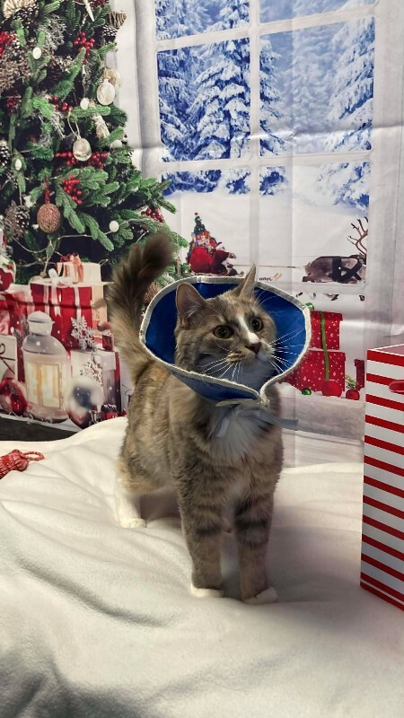 Picture of the Animal Listed