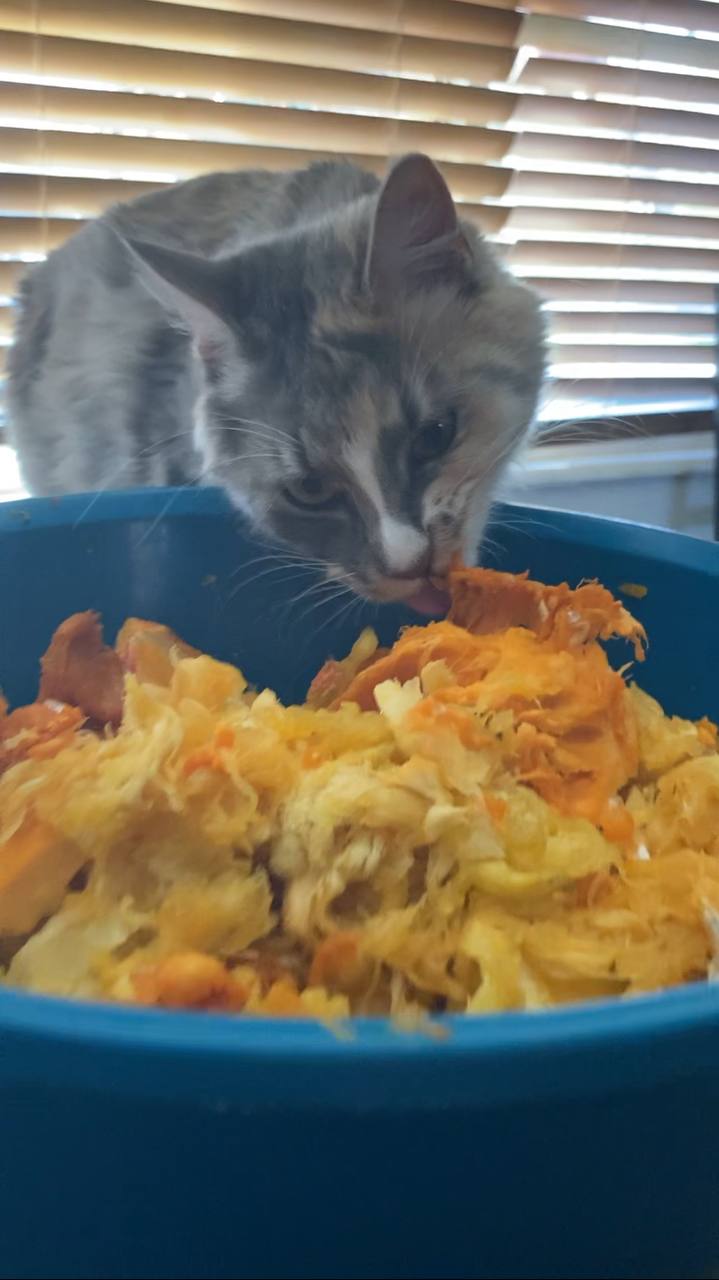 Picture of the Animal Listed