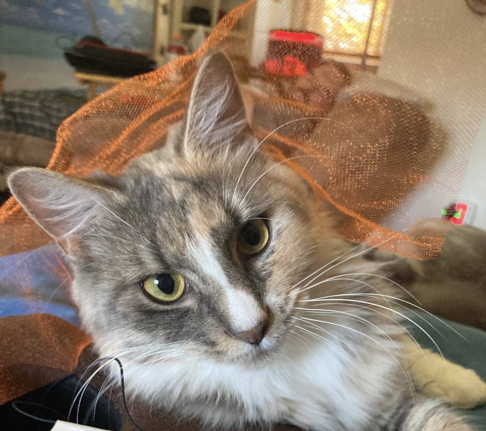 Picture of the Animal Listed