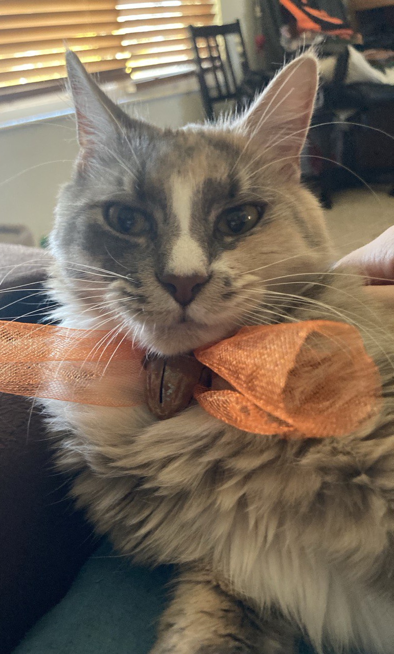 Picture of the Animal Listed