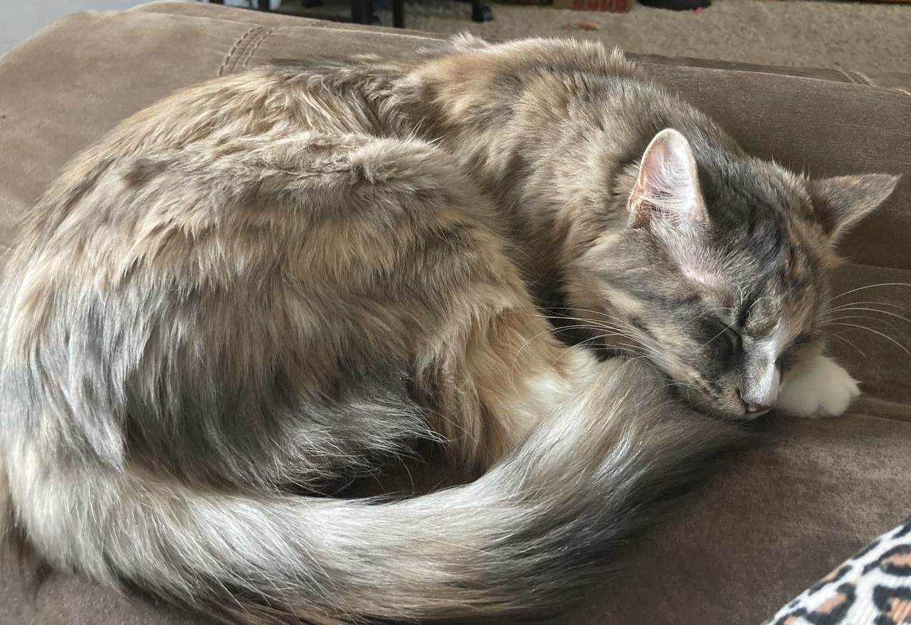 Picture of the Animal Listed