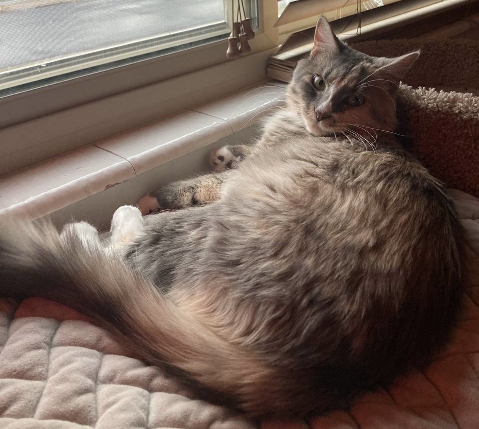 Picture of the Animal Listed