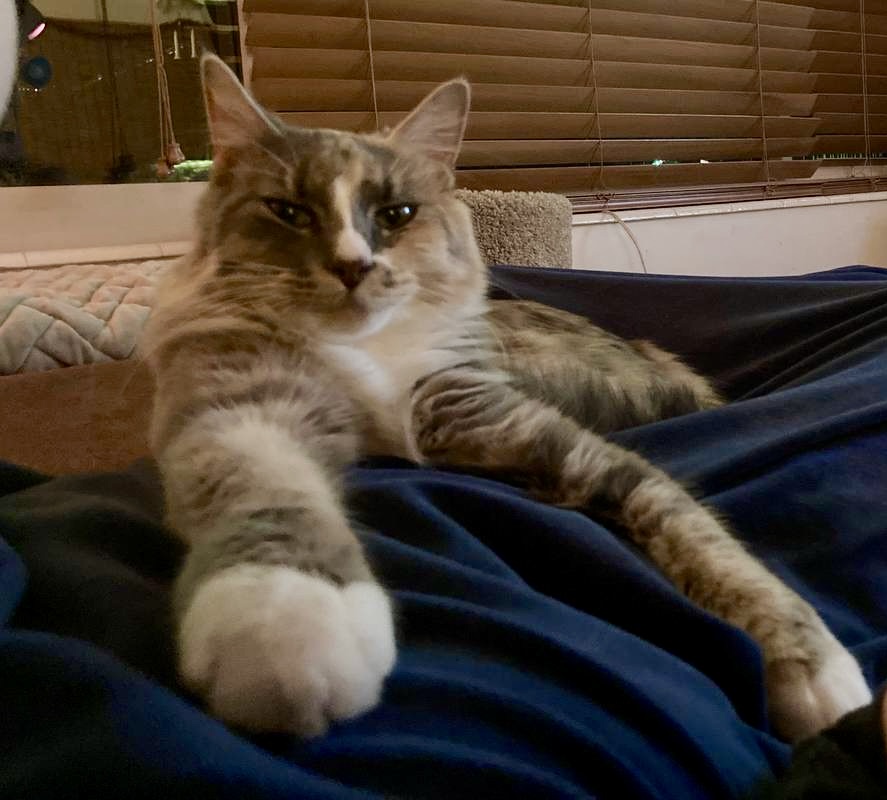 Picture of the Animal Listed