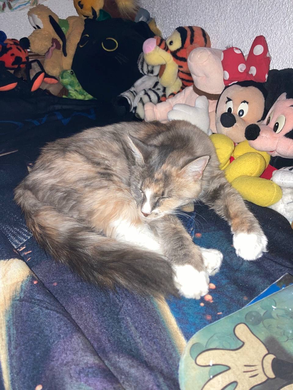 Picture of the Animal Listed