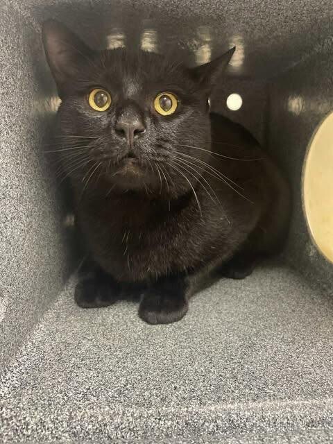 Picture of the Animal Listed
