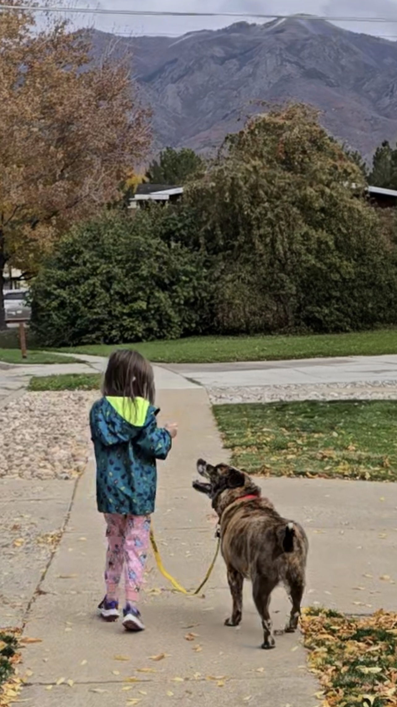 Picture of the Animal Listed