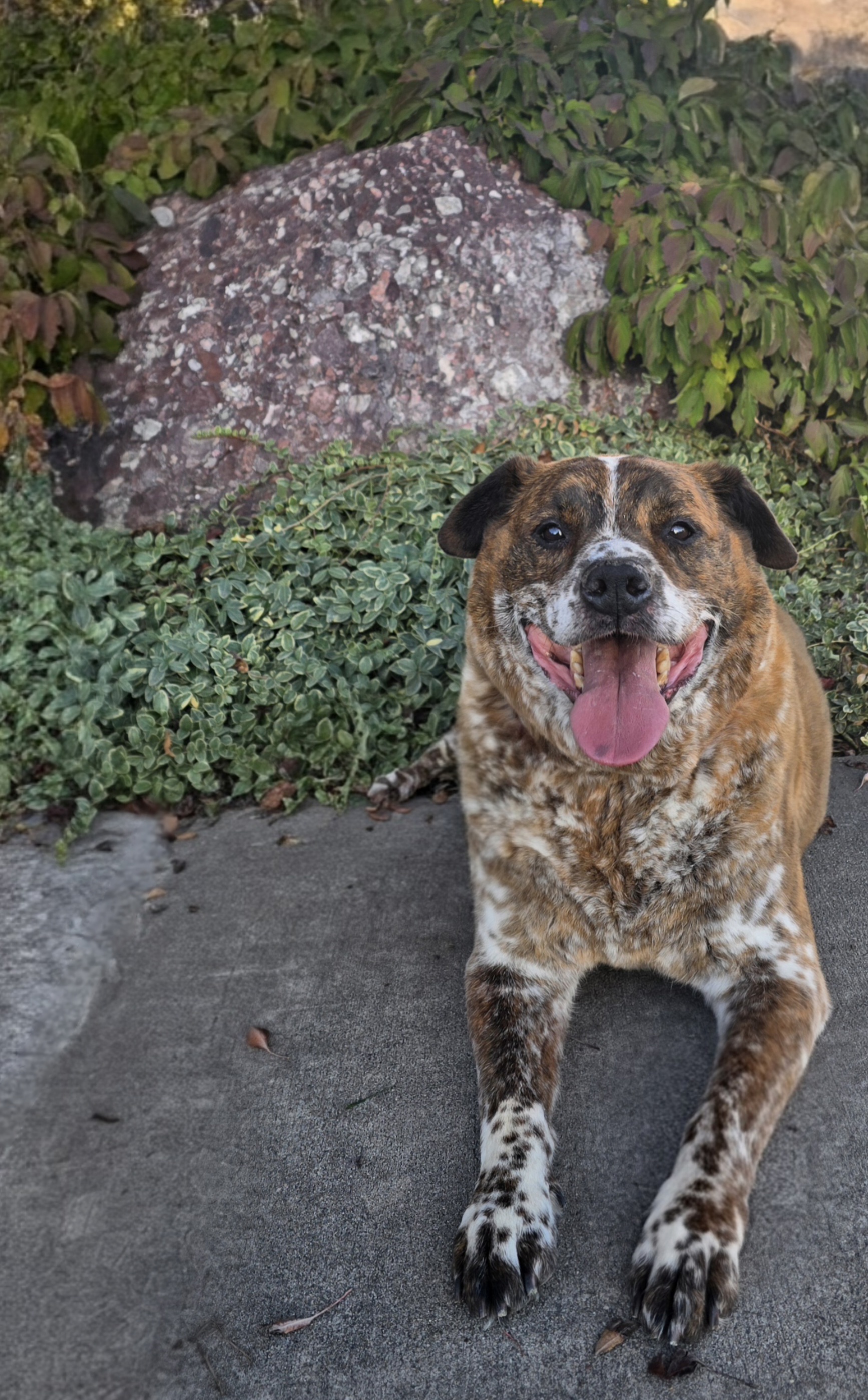 Picture of the Animal Listed