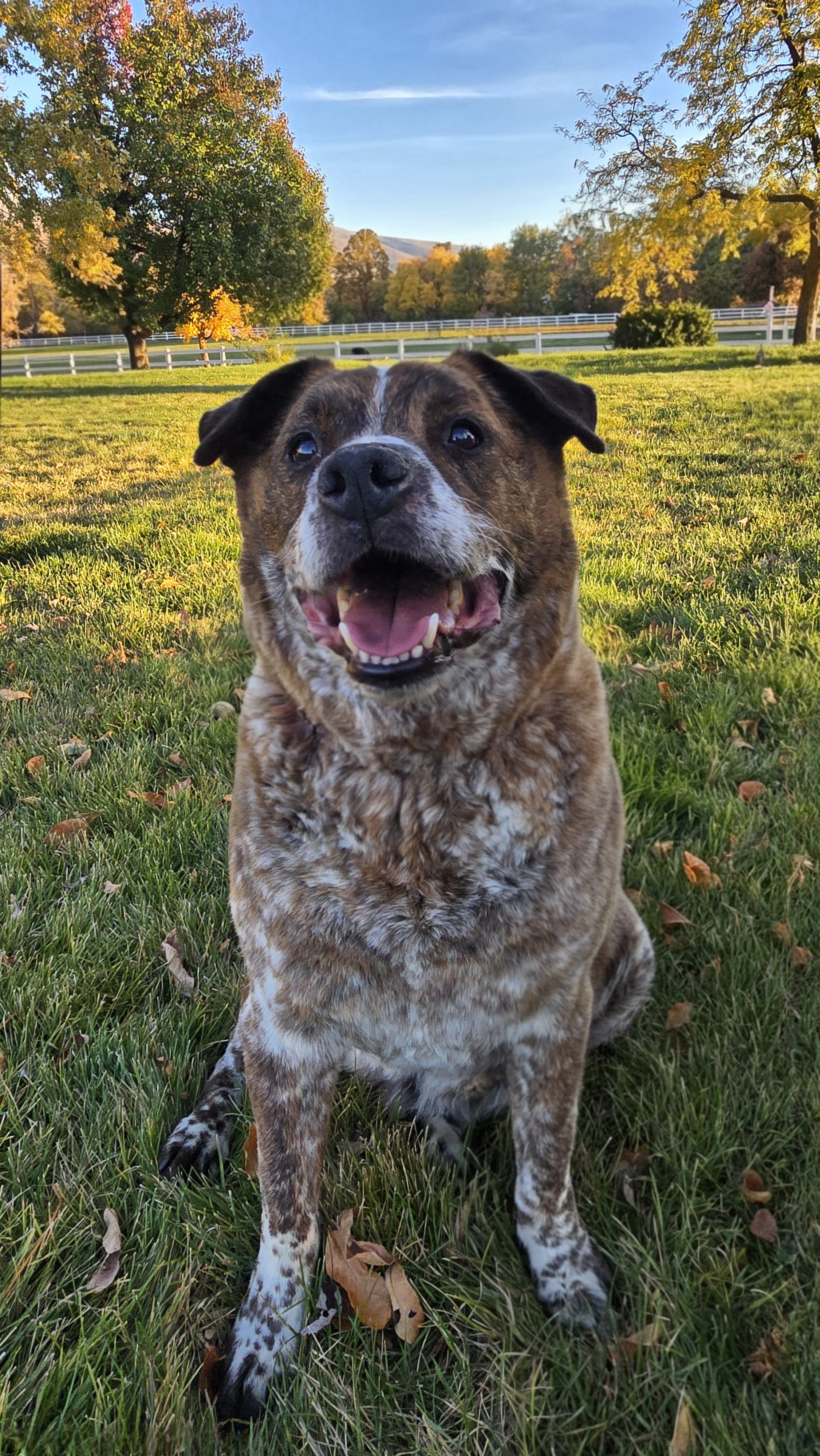 Picture of the Animal Listed