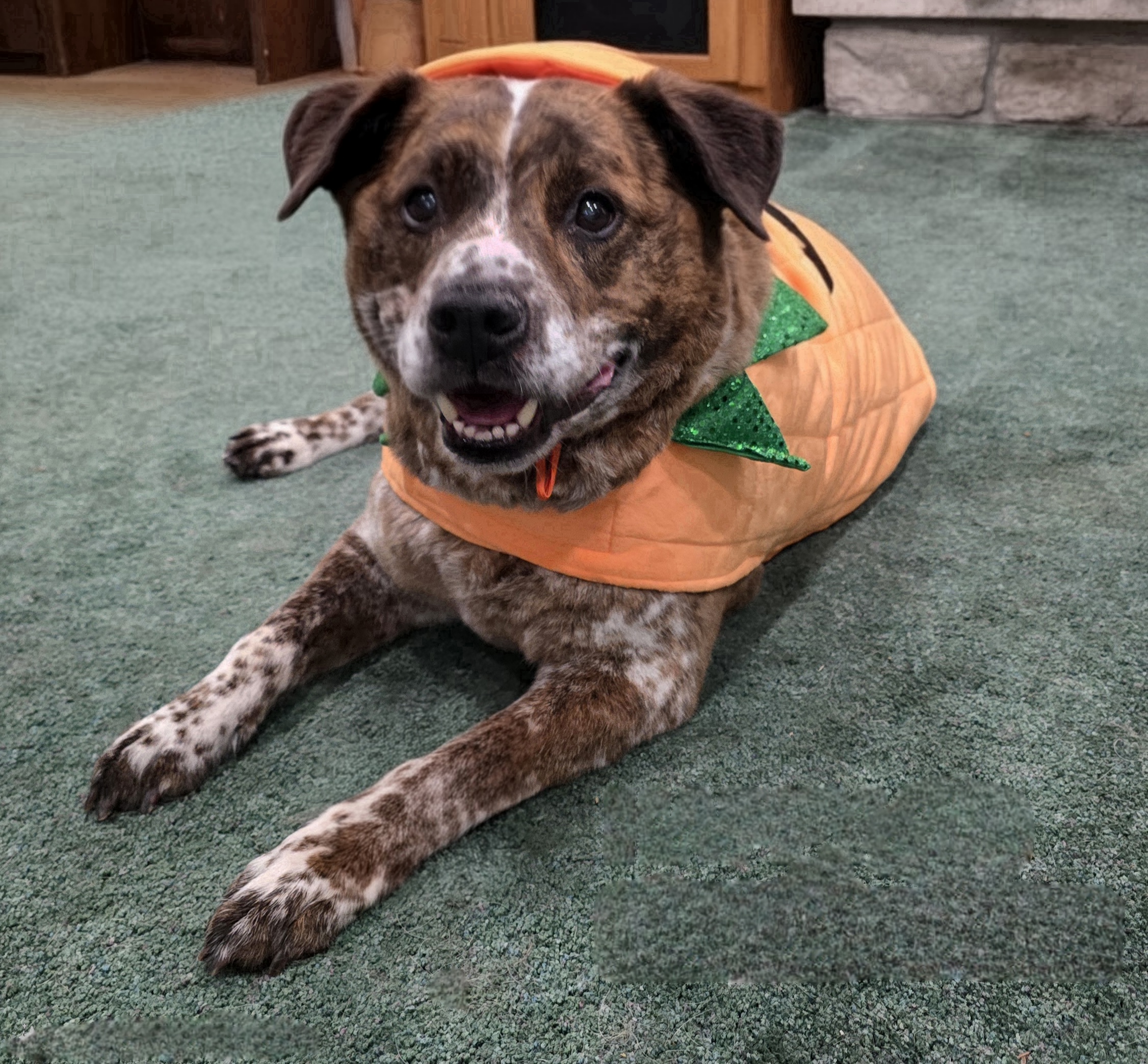 Picture of the Animal Listed