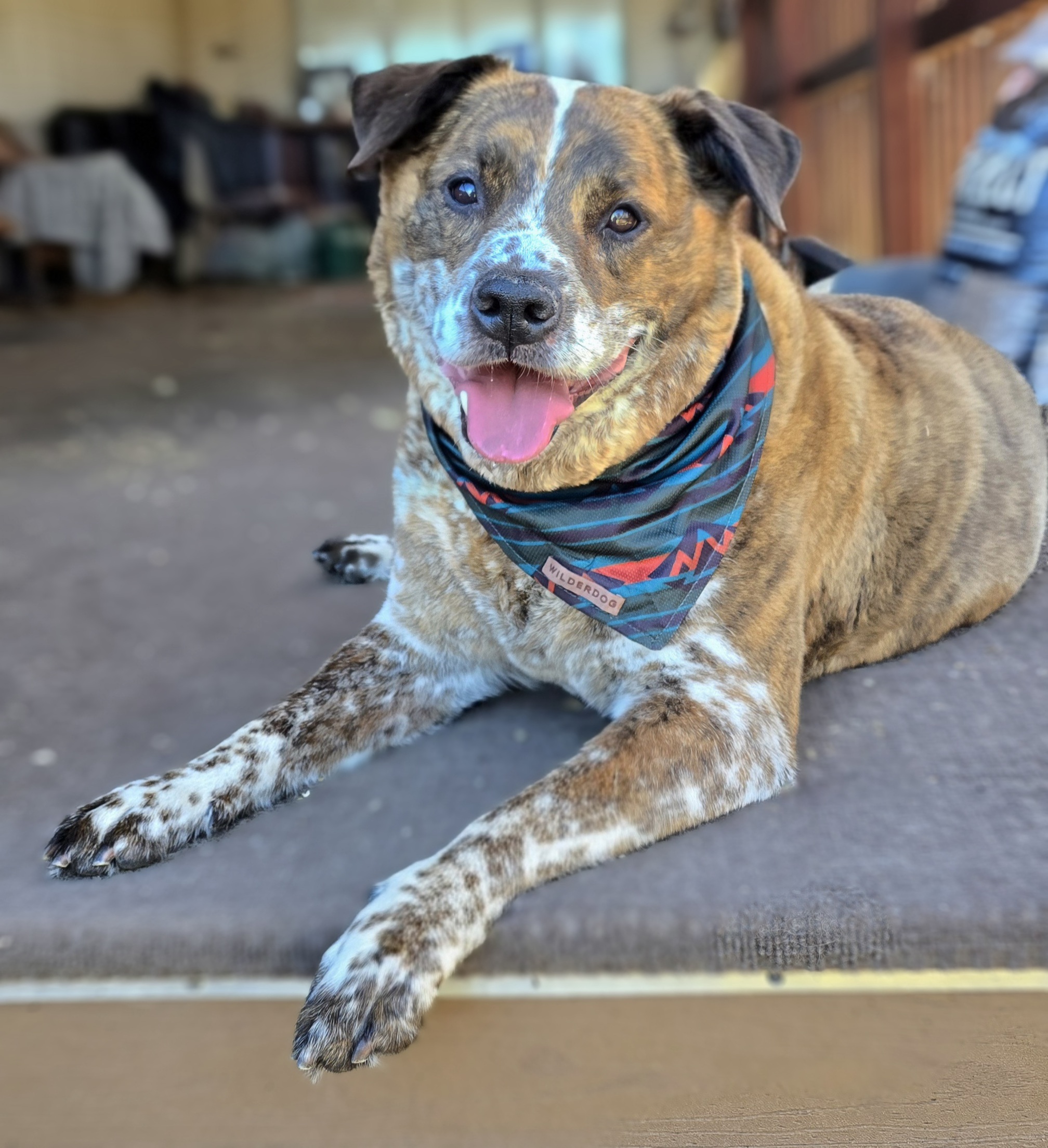 Picture of the Animal Listed