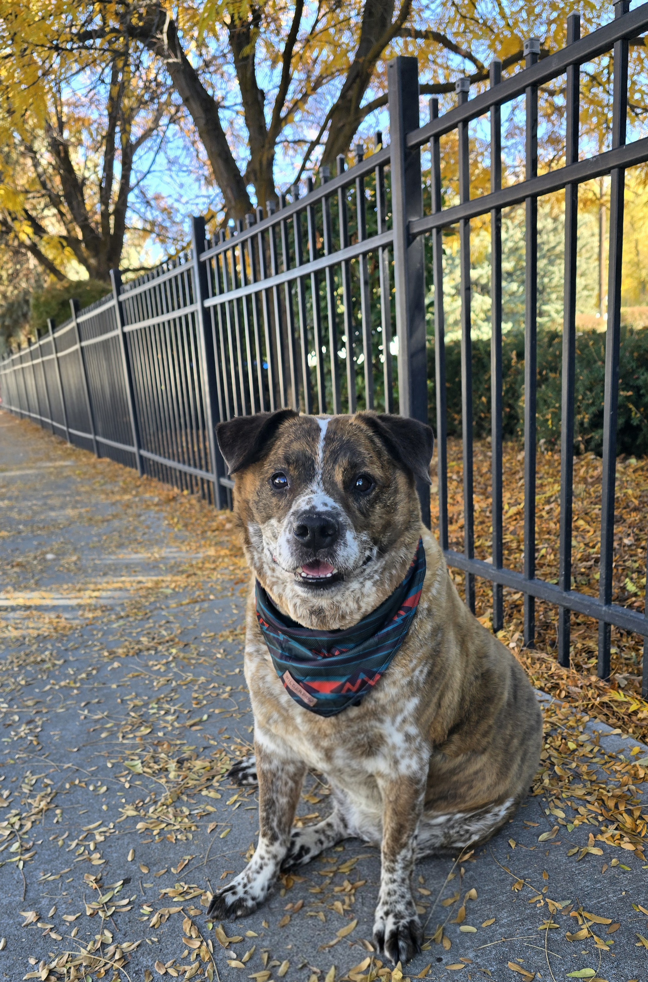 Picture of the Animal Listed