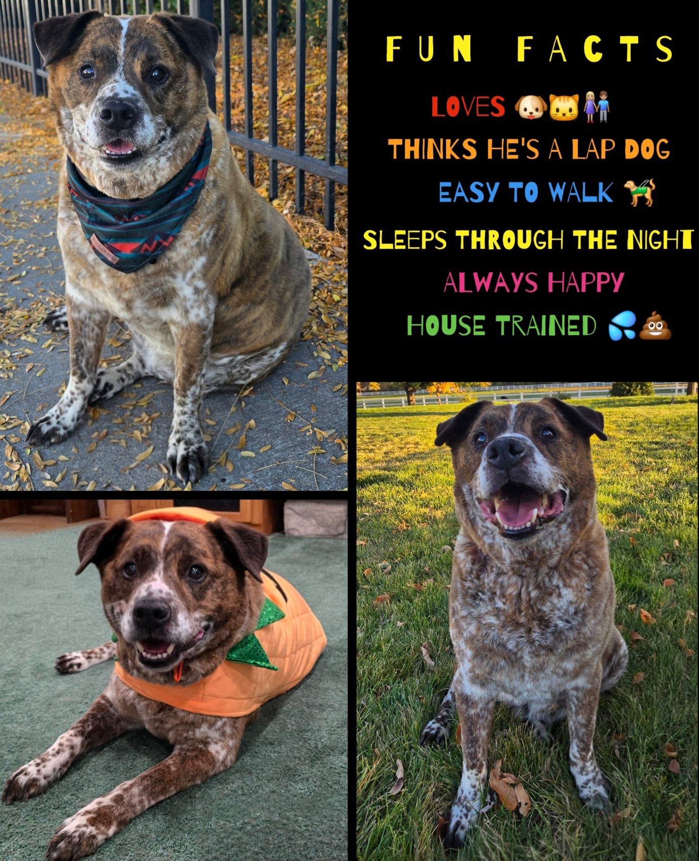 Picture of the Animal Listed