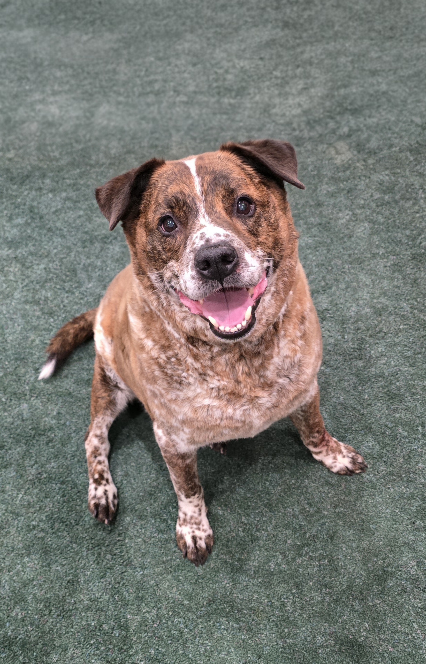 Picture of the Animal Listed