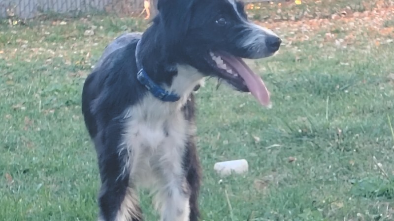Picture of the Animal Listed