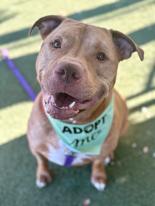 Picture of the Animal Listed