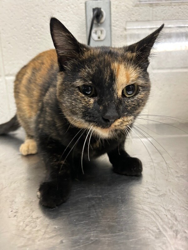 Picture of the Animal Listed