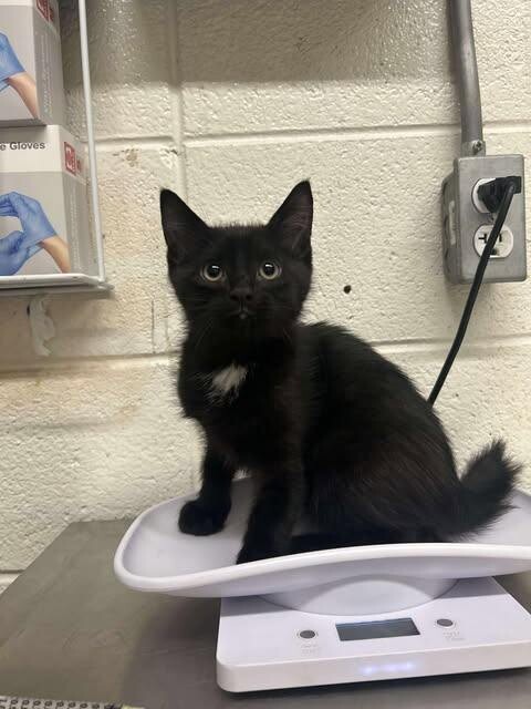 Picture of the Animal Listed