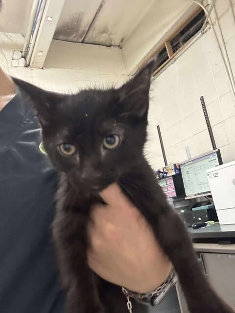 Picture of the Animal Listed