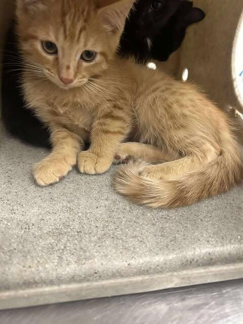 Picture of the Animal Listed