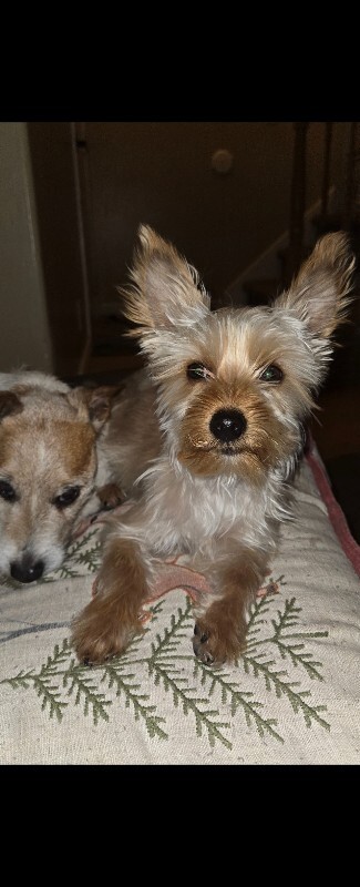 Picture of the Animal Listed