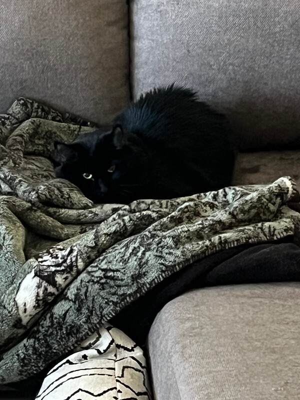 Picture of the Animal Listed
