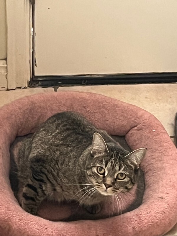 Picture of the Animal Listed
