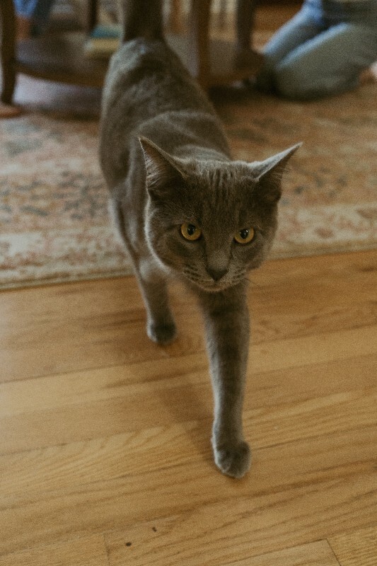 Picture of the Animal Listed