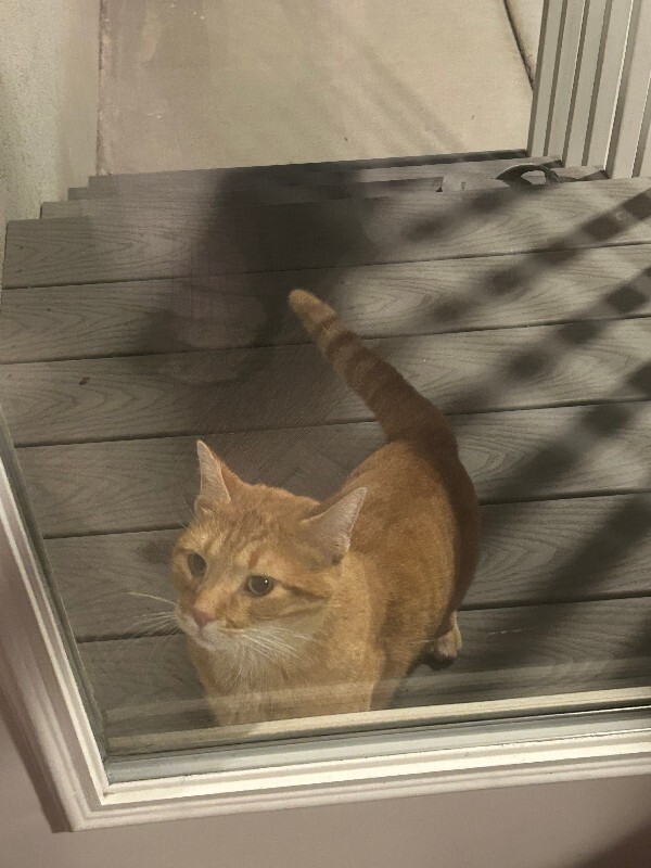 Picture of the Animal Listed