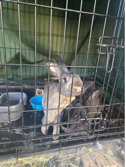 Picture of the Animal Listed