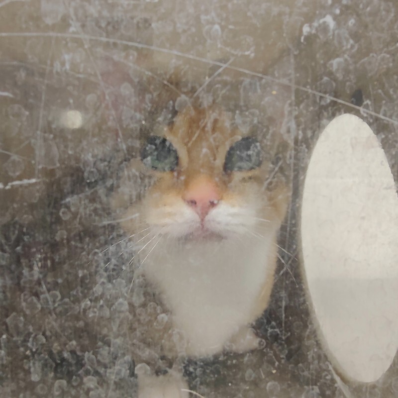 Picture of the Animal Listed